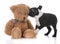 boston terrier puppy with stuffed teddy bear