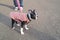 Boston Terrier puppy wearing a pink coat and lead. She is outside on tarmac next to her owner whose feet and legs can be seen