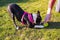 Boston Terrier puppy wearing a pink harness in a playful bow, looking intently, focused on a ball at her front paws