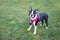 Boston Terrier puppy wearing a pink harness. Standing on grass looking up at the camera