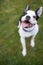 Boston Terrier puppy with white marking around one eye, sitting on grass looking up at the camera. The cute dog has an open mouth