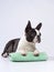 boston terrier put his paws on a towel. Dog grooming. Pet beauty salon