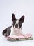 boston terrier put his paws on a towel. Dog grooming. Pet beauty salon