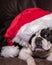 Boston Terrier with santa hat - vertical format