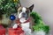 Boston Terrier in Santa sits next to a decorated small Christmas tree, gifts, balls ,artificial snow. Merry Christmas greetings