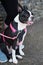 Boston terrier sitting between the feet of a person outside on tarmac. The dog is wearing a pink and black harness and lead. Her