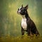 Boston Terrier sitting on the green meadow in summer. Boston Terrier dog sitting on the grass with a summer landscape in the