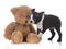 boston terrier with stuffed teddy bear