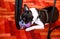 Boston Terrier sweet dog breed is playing and enjoys with his favorite toy, violet ball for dogs on floor, red carpet at house.