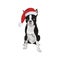 Boston Terrier wearing Santa hat isolated on white background