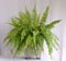 Bostoniensis variegated tiger fern have special character different fern with strikingly patterned green on white background