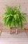 Bostoniensis variegated tiger fern have special character different fern with strikingly patterned green on wooden background