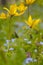 Bostulp; Wild Tulip; Tulipa sylvestris