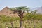 Boswellia, frankincense tree, Socotra island, Yemen