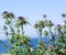 Botanic burdock growing outdoors at seaside