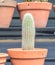 Botanic greenhouse garden, shop. Cultivation Ornamental real cactus in pot row beauty. Green grow cacti prickly flower