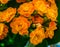 Botanic macro close up shot of a kalanchoe plant with orange blooming tiny flowers