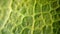 Botanic Tapestry: Microscopic Marvels of a Green Leaf