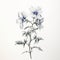 Botanical Accuracy: Pencil Drawing Of Blue Flowers On White Background
