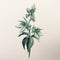 Botanical Accuracy: Pencil Drawing Of White And Green Flowers
