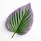 Botanical Accuracy: A Stunning Petunia Leaf In Purple And Green