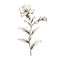 Botanical Accuracy: White Flower Drawing With Nostalgic Charm