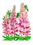 Botanical acrylic illustration for amazing design with pink delphinium and lupine on white isolated background