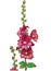 Botanical acrylic illustration for amazing design with red hollyhock or mallow on white isolated background. Hand
