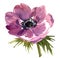 Botanical anemone. Vintage Lilac art watercolor wedding blossom anemones .