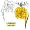 Botanical art watercolor daffodil flower