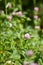 Botanical background. Closeup of melliferous wild clover flowers - flora power