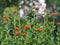 Botanical background of a spring flower.Hardy plant Lichnis chalcedonica or in everyday life called carnation blooms in the garden