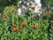 Botanical background of a spring flower.Hardy plant Lichnis chalcedonica or in everyday life called carnation blooms in the garden