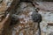 Botanical Beach detail in the rock, Vancouver Island, British Columbia Canada