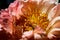 Botanical beautiful spring macro closeup inflorescence of blooming Peony flower showing detailed tender stamens.
