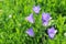 Botanical beauty background. Purple flowers, green meadow backdrop, place for text. Field.