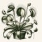 Botanical Beauty: Captivating Carnivorous Plant Sketch