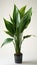 Botanical Beauty: Closeup of Snake Plant Isolated on White Background