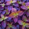 Botanical beauty vibrant coleus plant offers a colorful textured background