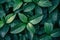 Botanical Bliss: Intricate Green Leaf Decor.