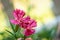 Botanical, botany flower nature carnation sequier`s pink