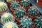 Botanical collection, different succulent prickly cactussen plants in garden shop