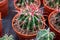 Botanical collection, different succulent prickly cactussen plants in garden shop