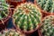 Botanical collection, different succulent prickly cactussen plants in garden shop