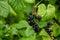 Botanical collection of edible plants and herbs, blackcurrant Ribes nigrum or cassis wooden shrub