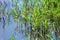 Botanical collection, edible sea aster plant, Tripolium pannonicum, growing on salt marshes