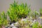 Botanical collection, edible sea aster plant, Tripolium pannonicum, growing on salt marshes