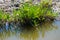 Botanical collection, edible sea aster plant, Tripolium pannonicum, growing on salt marshes