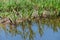 Botanical collection, edible sea aster plant, Tripolium pannonicum, growing on salt marshes