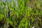 Botanical collection, edible sea aster plant, Tripolium pannonicum, growing on salt marshes